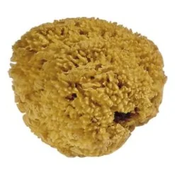 Natuurspons Ongebleekt Voor Nat-in-nat Schilderen