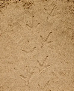 Yellow Door - Farmyard Pootafdruk Speelstenen