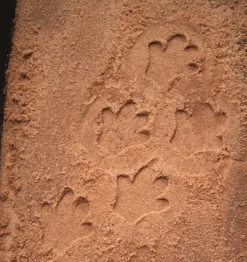 Yellow Door - Safari Pootafdruk Speelstenen